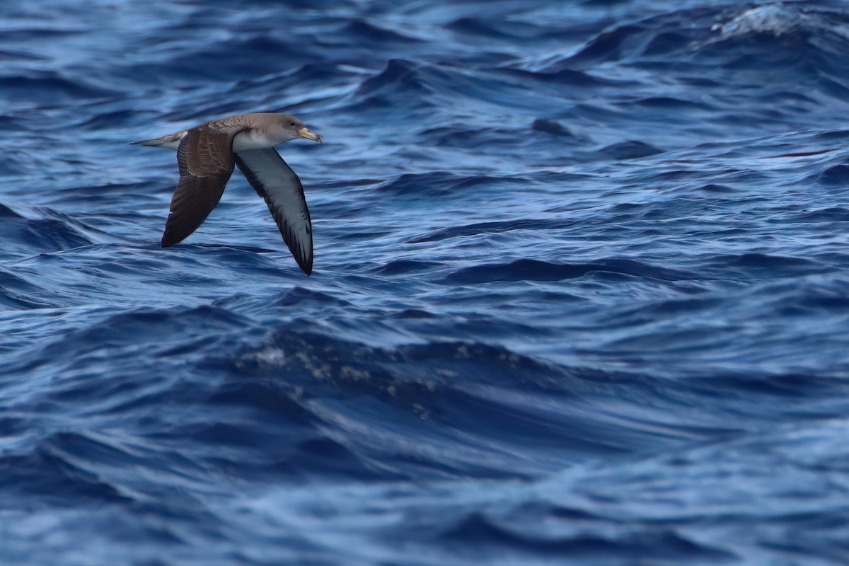 Pardela Cenicienta (mediterránea) - ML620166610