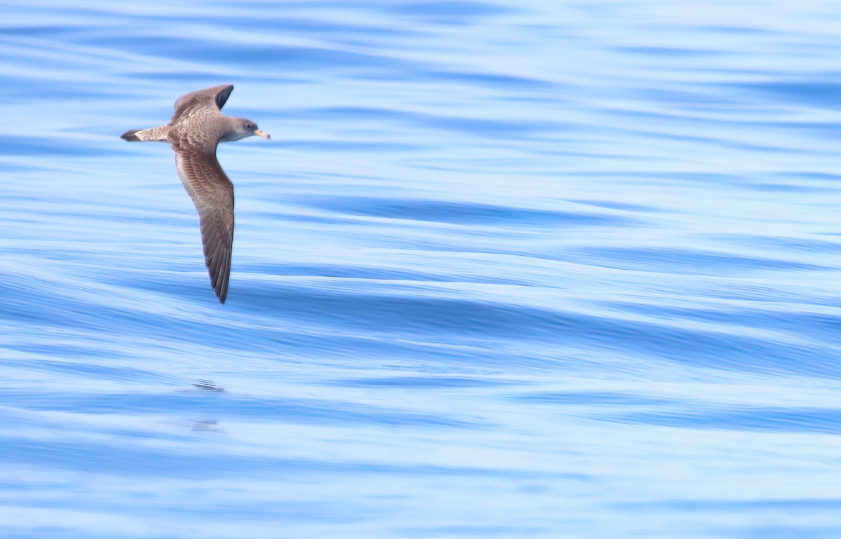 Cory's Shearwater (Scopoli's) - ML620166613