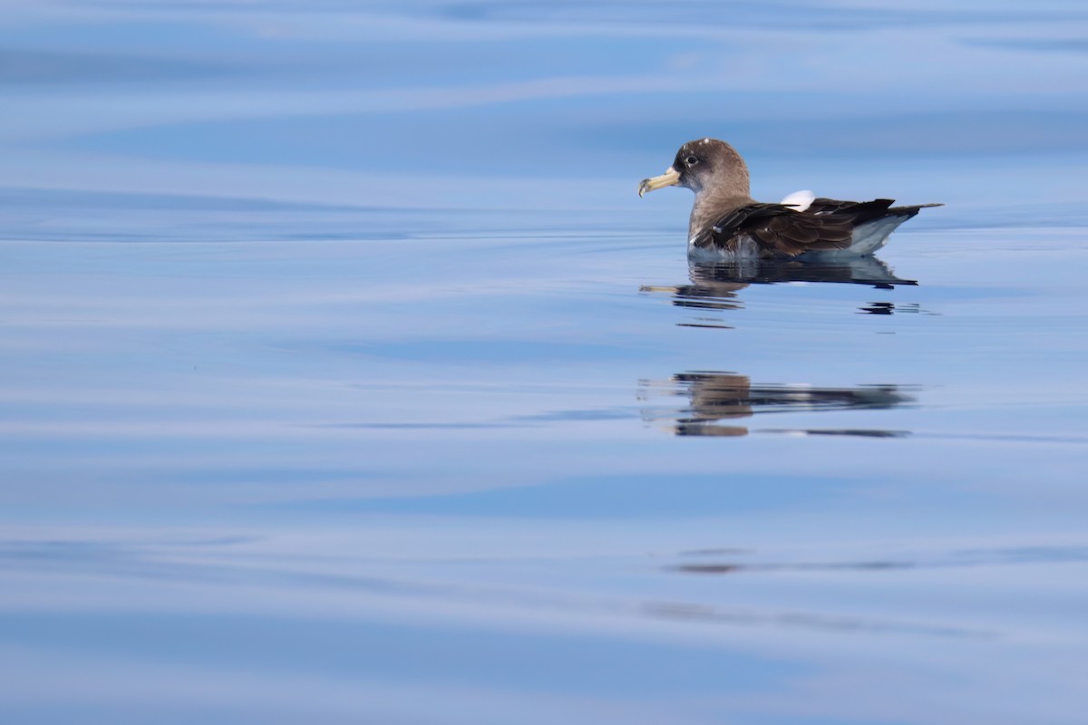 Pardela Cenicienta (mediterránea) - ML620166615