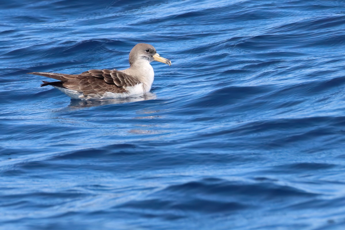 Cory's Shearwater (Scopoli's) - ML620166617