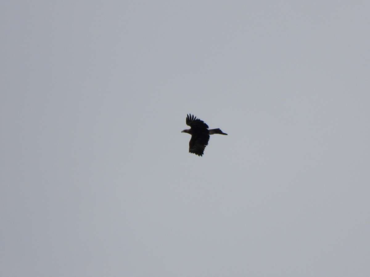 Wedge-tailed Eagle - ML620166619