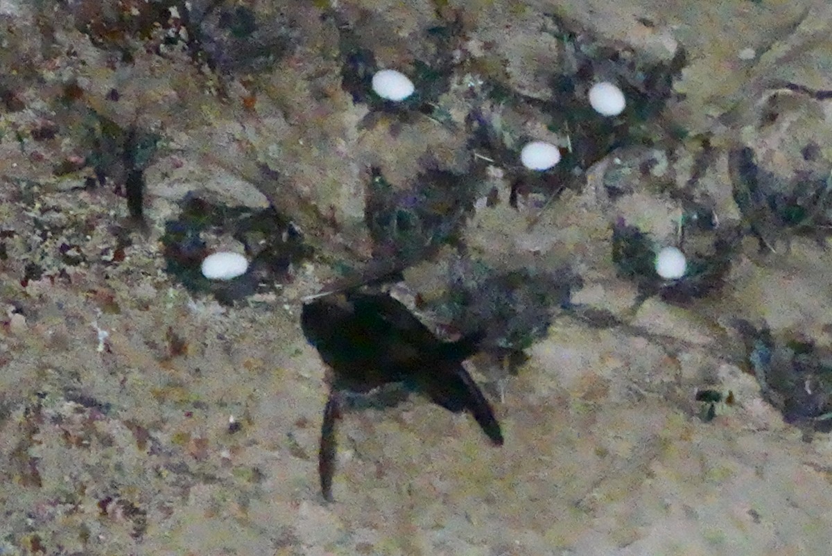 Salangane à nid noir - ML620166622