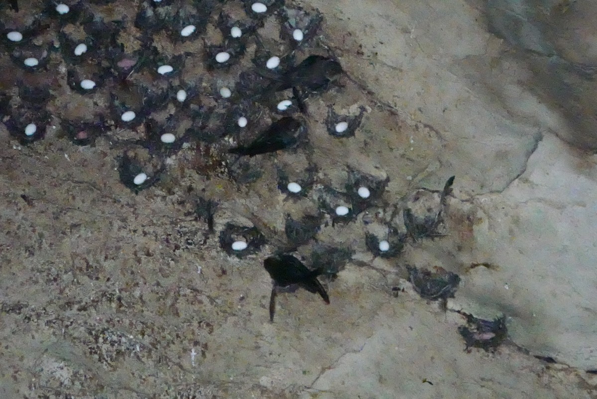 Salangane à nid noir - ML620166623