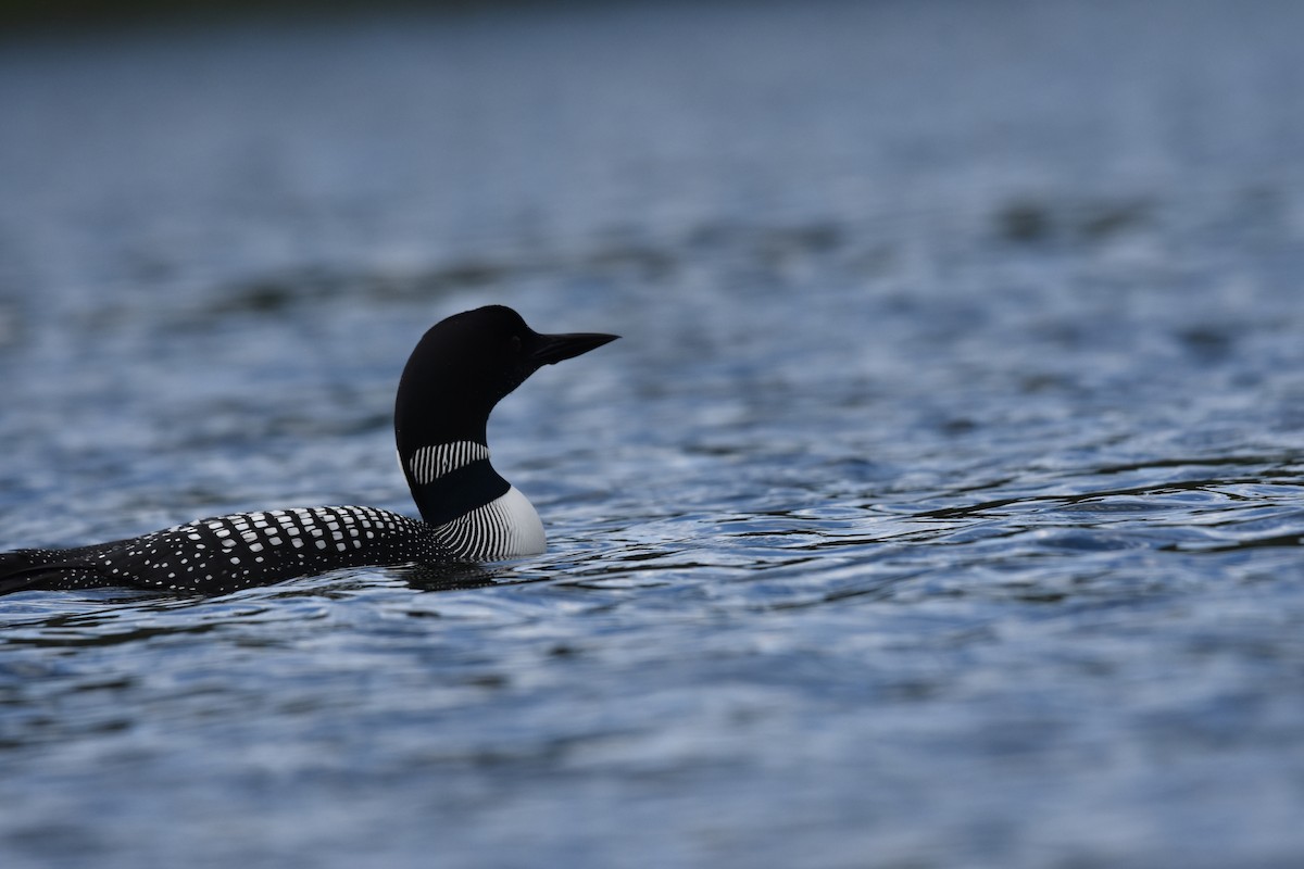 Common Loon - ML620166625