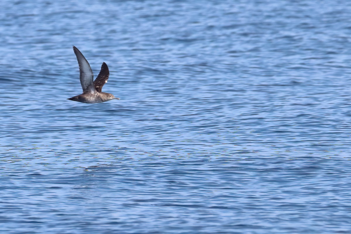 Balearic Shearwater - ML620166626