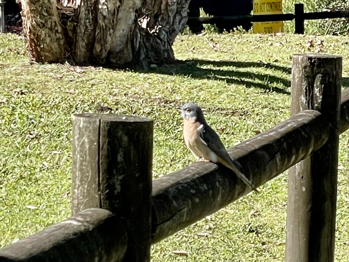 Fan-tailed Cuckoo - ML620166631