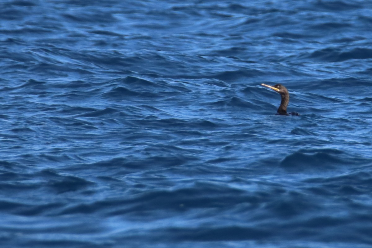 Cormorán Moñudo (Mediterráneo) - ML620166633