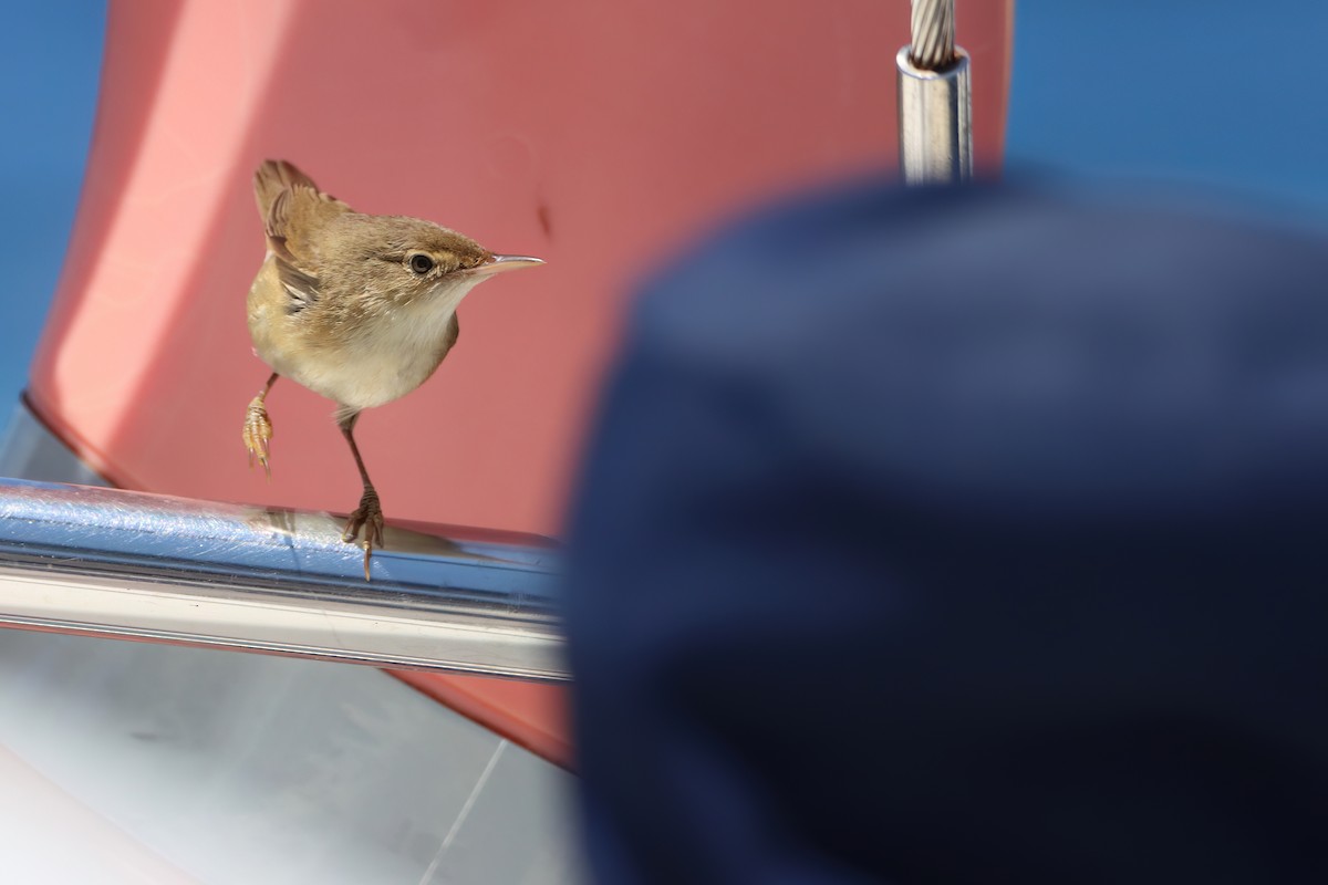 Common Reed Warbler - ML620166640