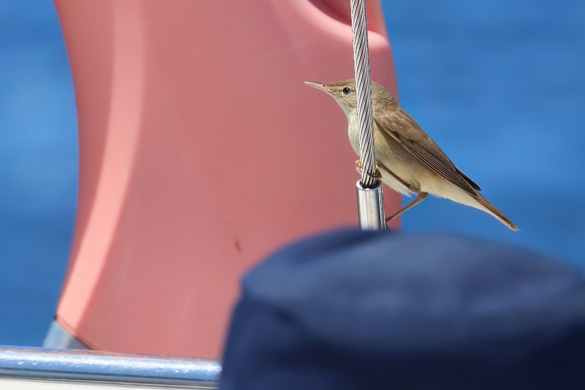 Common Reed Warbler - ML620166641