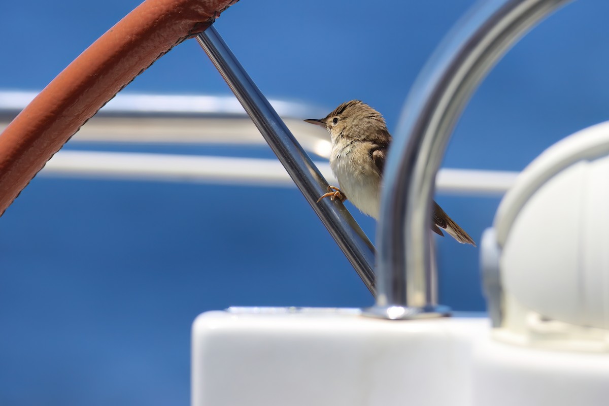 Common Reed Warbler - ML620166643