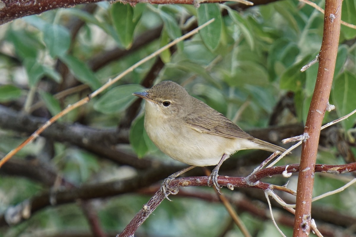 Blyth's Reed Warbler - ML620166648