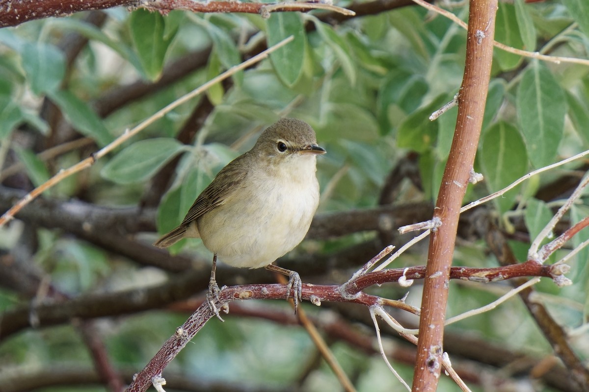 Blyth's Reed Warbler - ML620166649