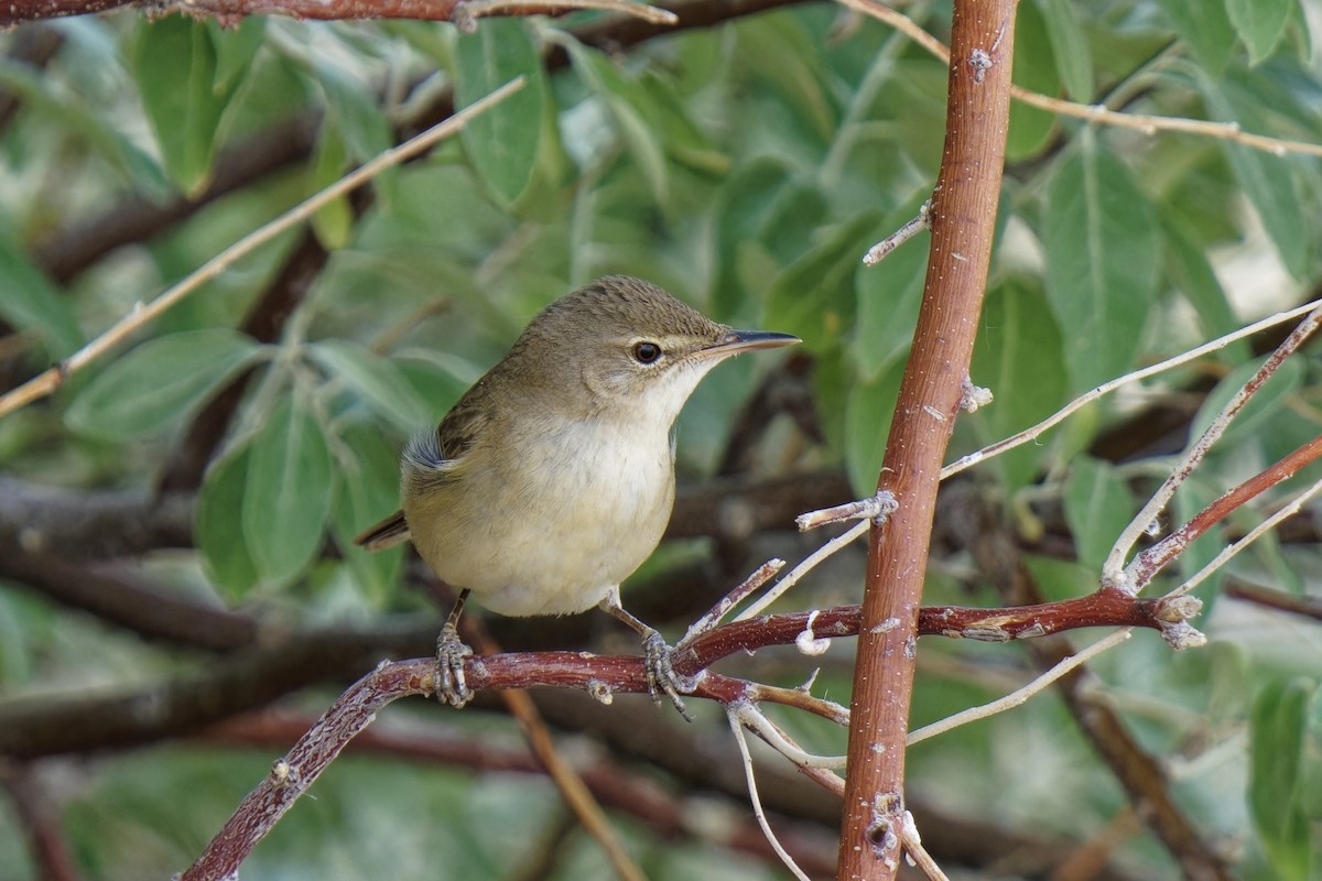 Blyth's Reed Warbler - ML620166650