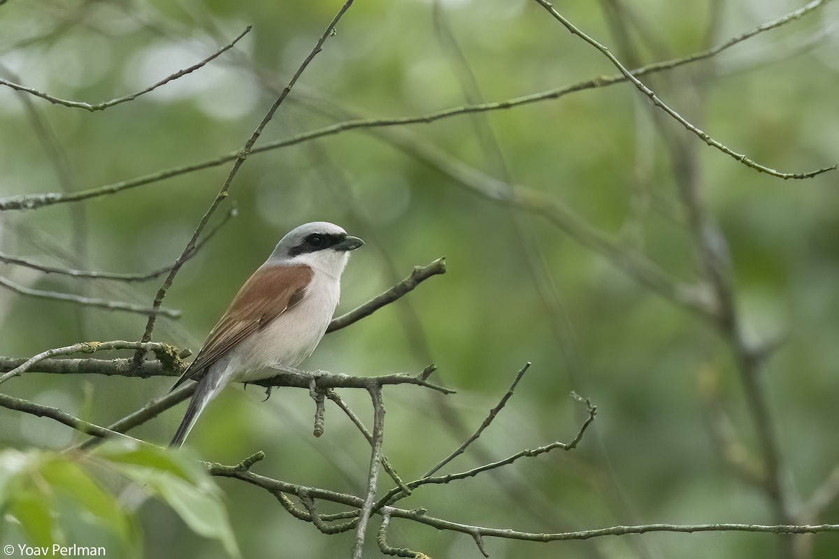 Red-backed Shrike - Yoav Perlman