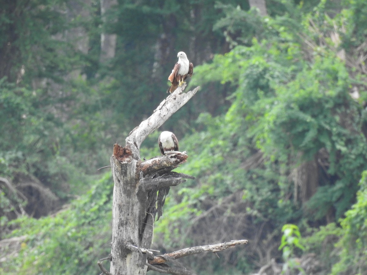 Brahminy Kite - ML620166663