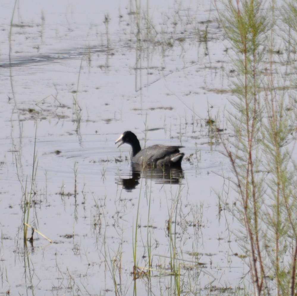American Coot (Red-shielded) - ML620166669