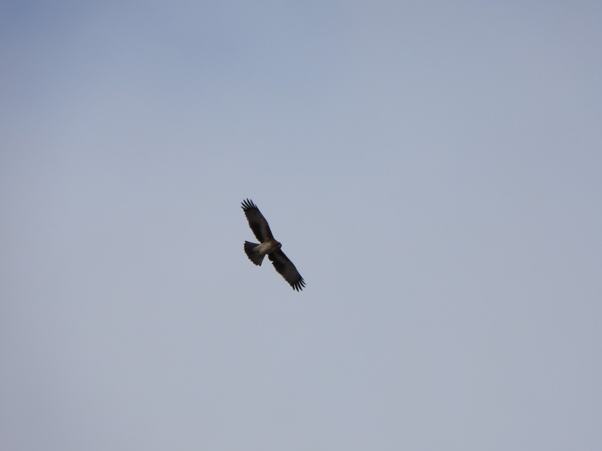 Австралийский орёл-карлик - ML620166690