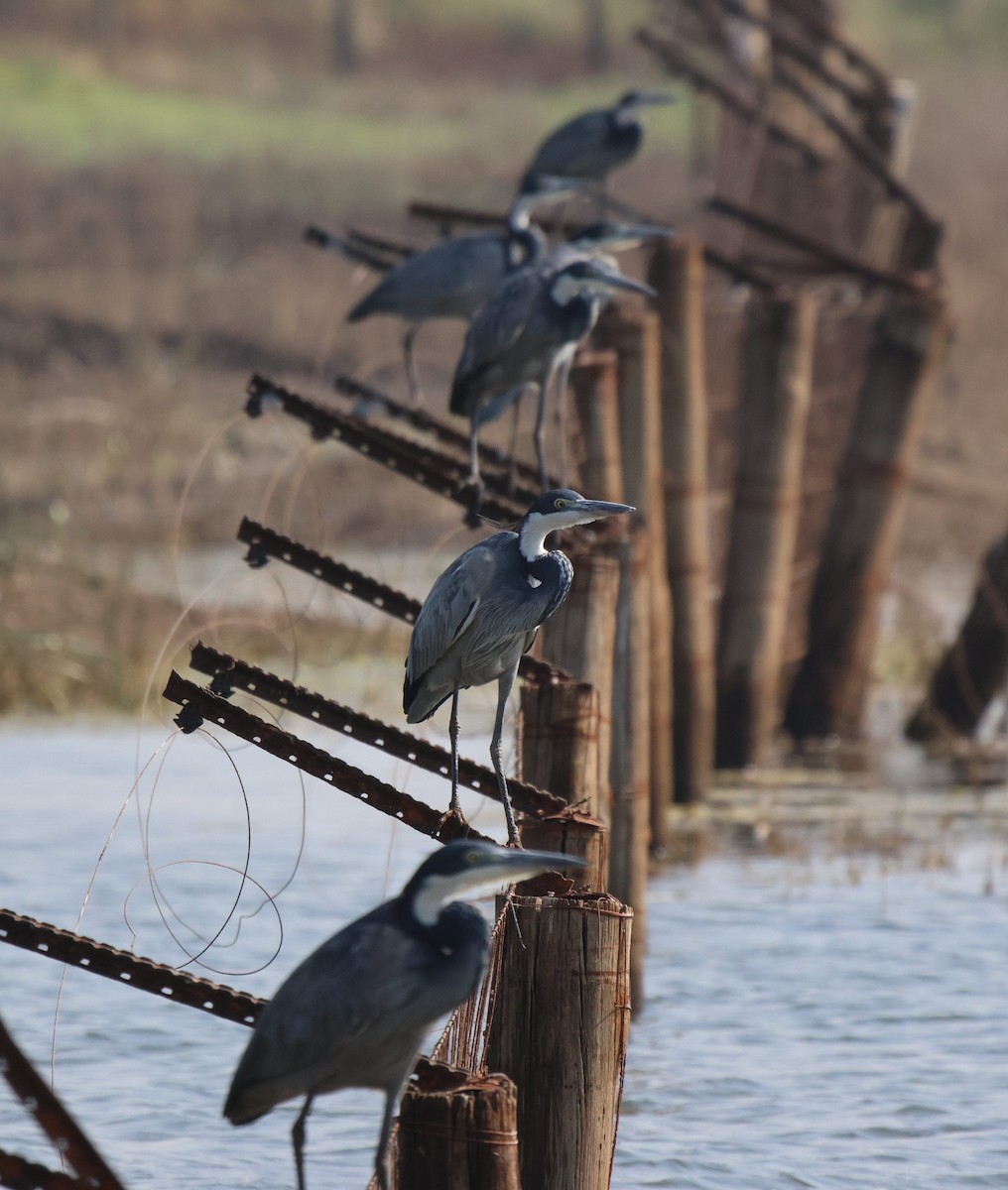 Black-headed Heron - ML620166703