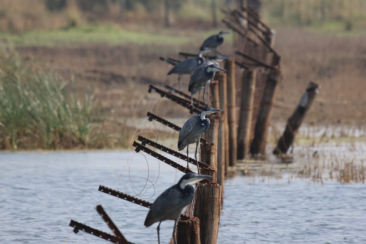 Black-headed Heron - ML620166704