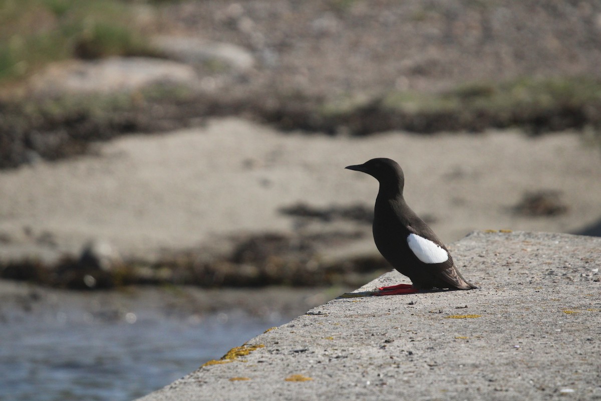 Black Guillemot (grylle Group) - ML620166707