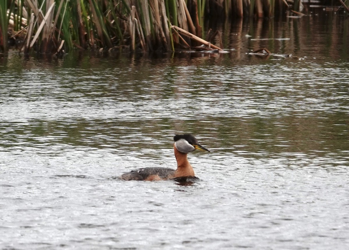 Red-necked Grebe - ML620166713