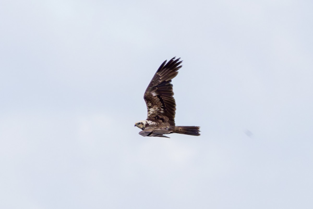 Western Marsh Harrier - ML620166714