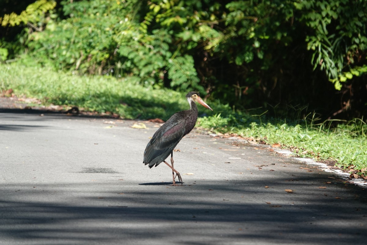 svartkronestork - ML620166719