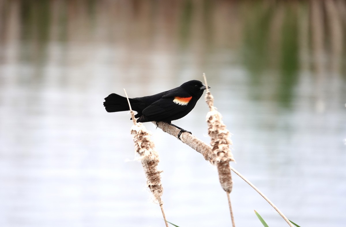 Red-winged Blackbird - ML620166722