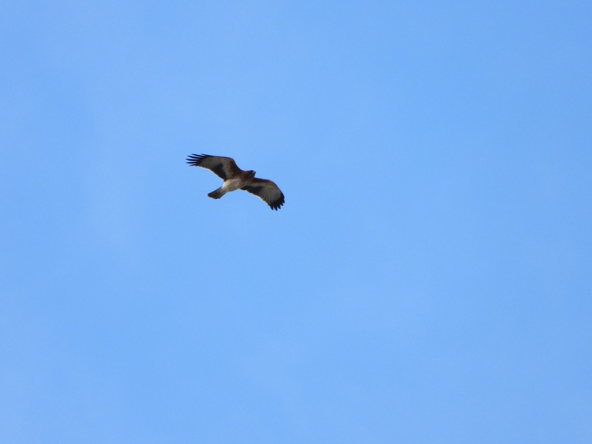 Австралийский орёл-карлик - ML620166726
