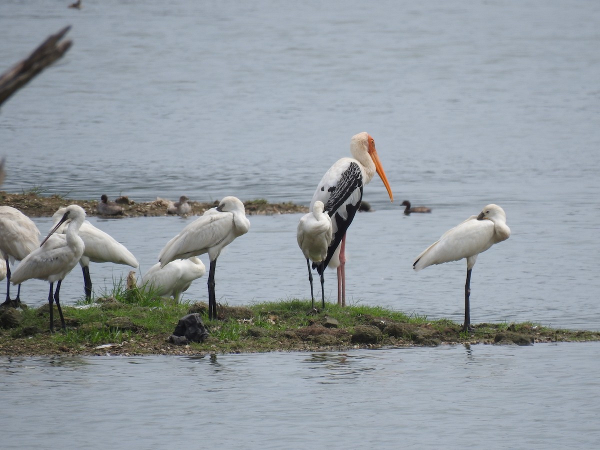 Painted Stork - ML620166739