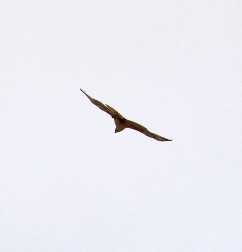 Ferruginous Hawk - ML620166752