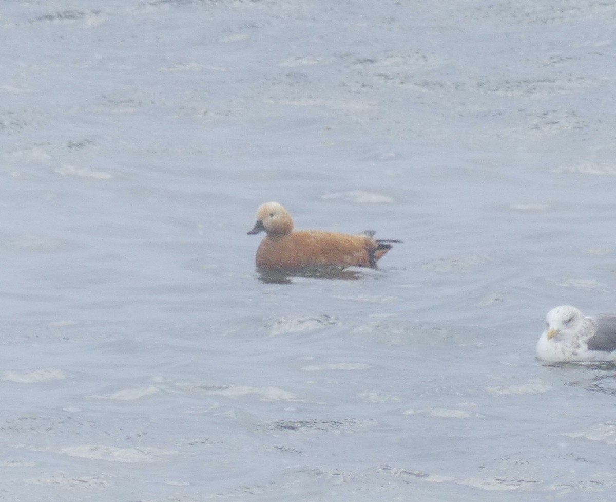 Ruddy Shelduck - ML620166753