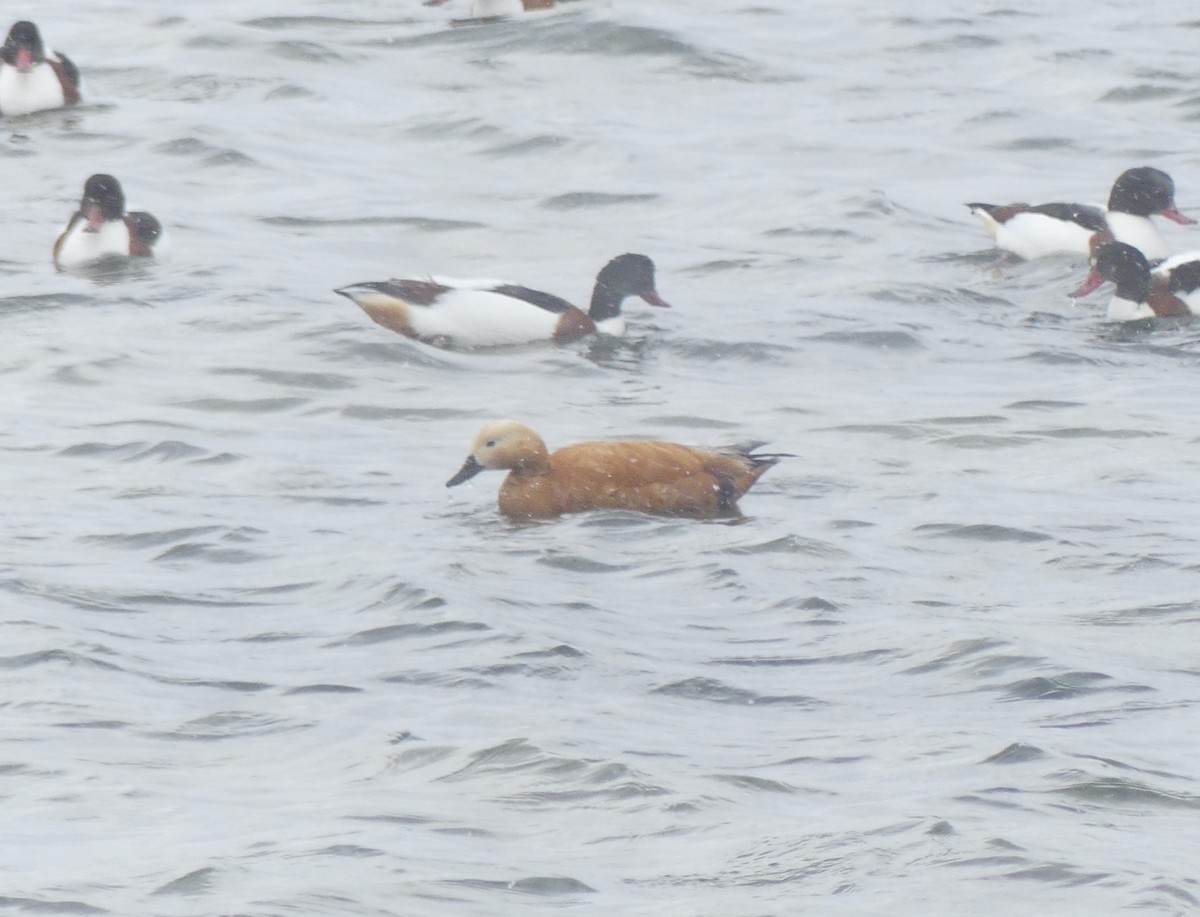 Ruddy Shelduck - ML620166755