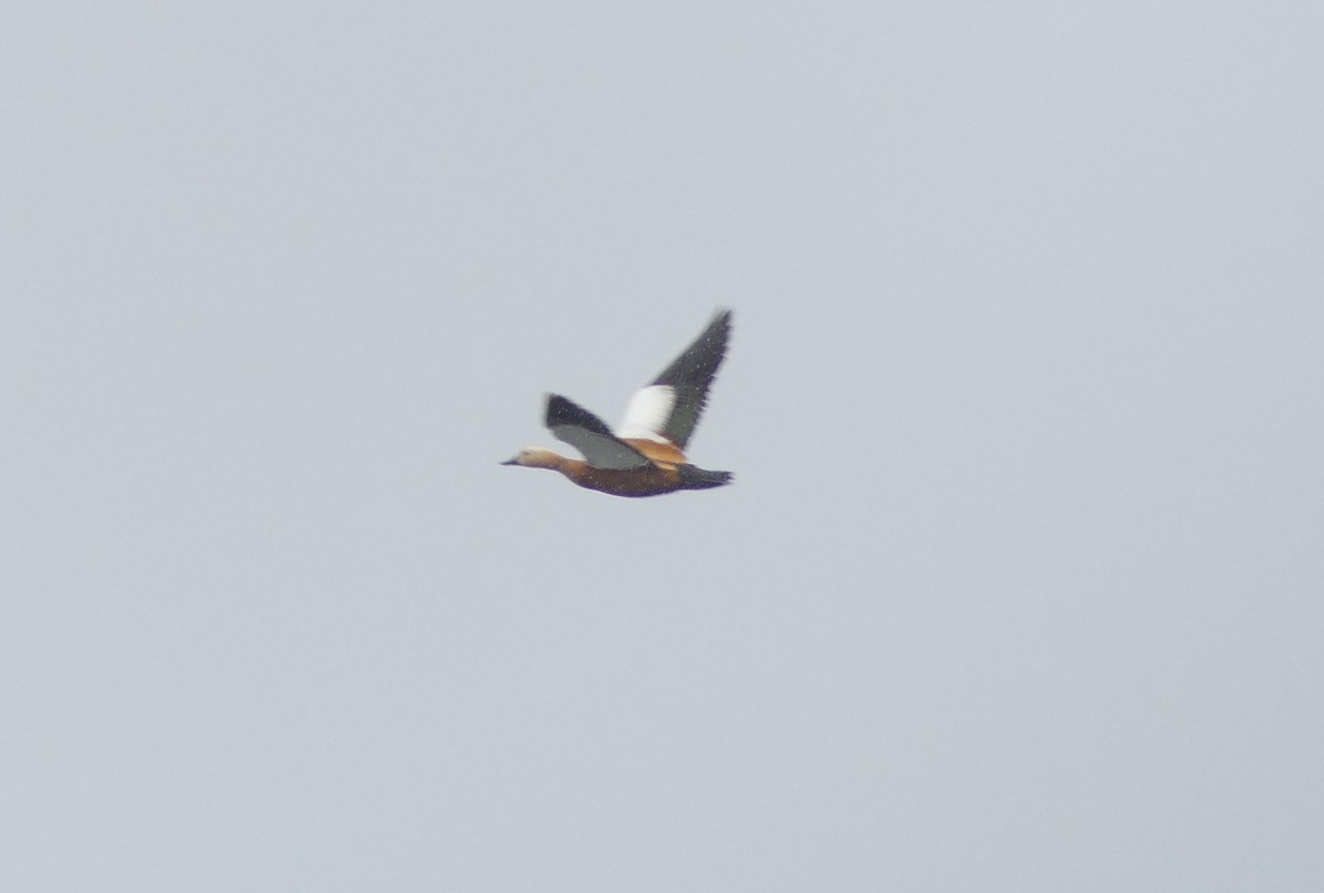 Ruddy Shelduck - ML620166757