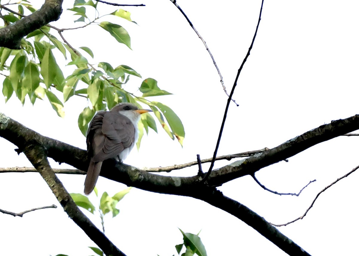 Yellow-billed Cuckoo - ML620166759