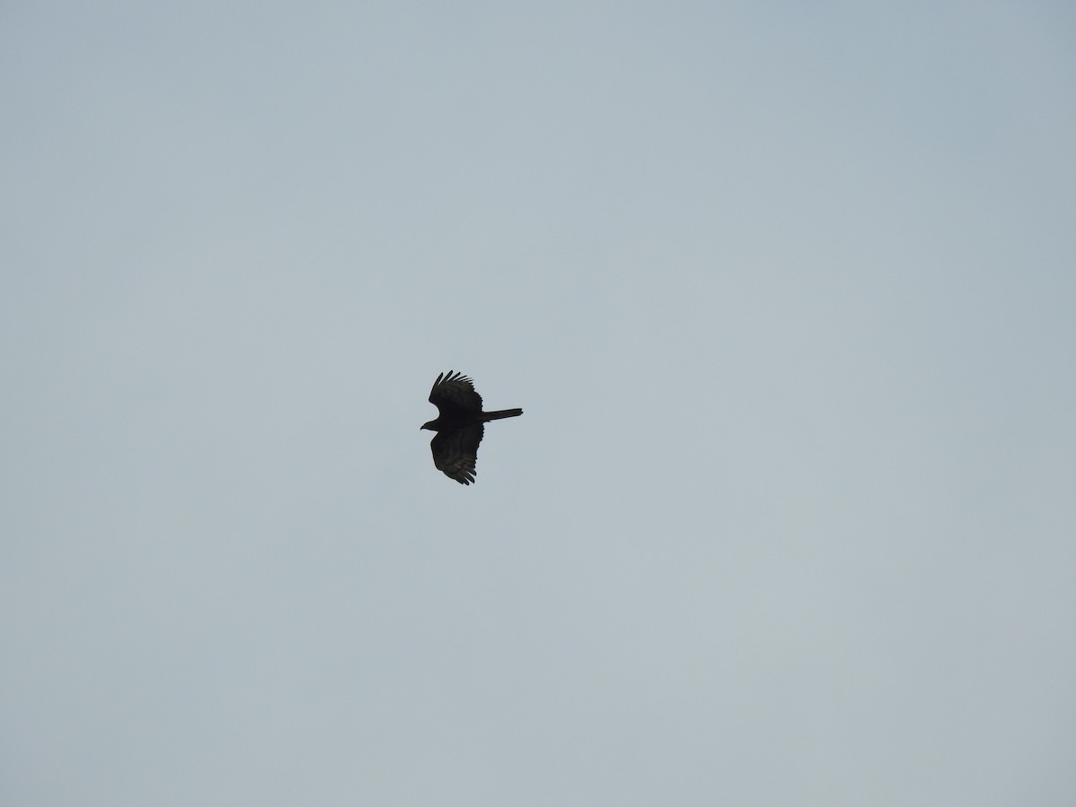 Oriental Honey-buzzard - ML620166760