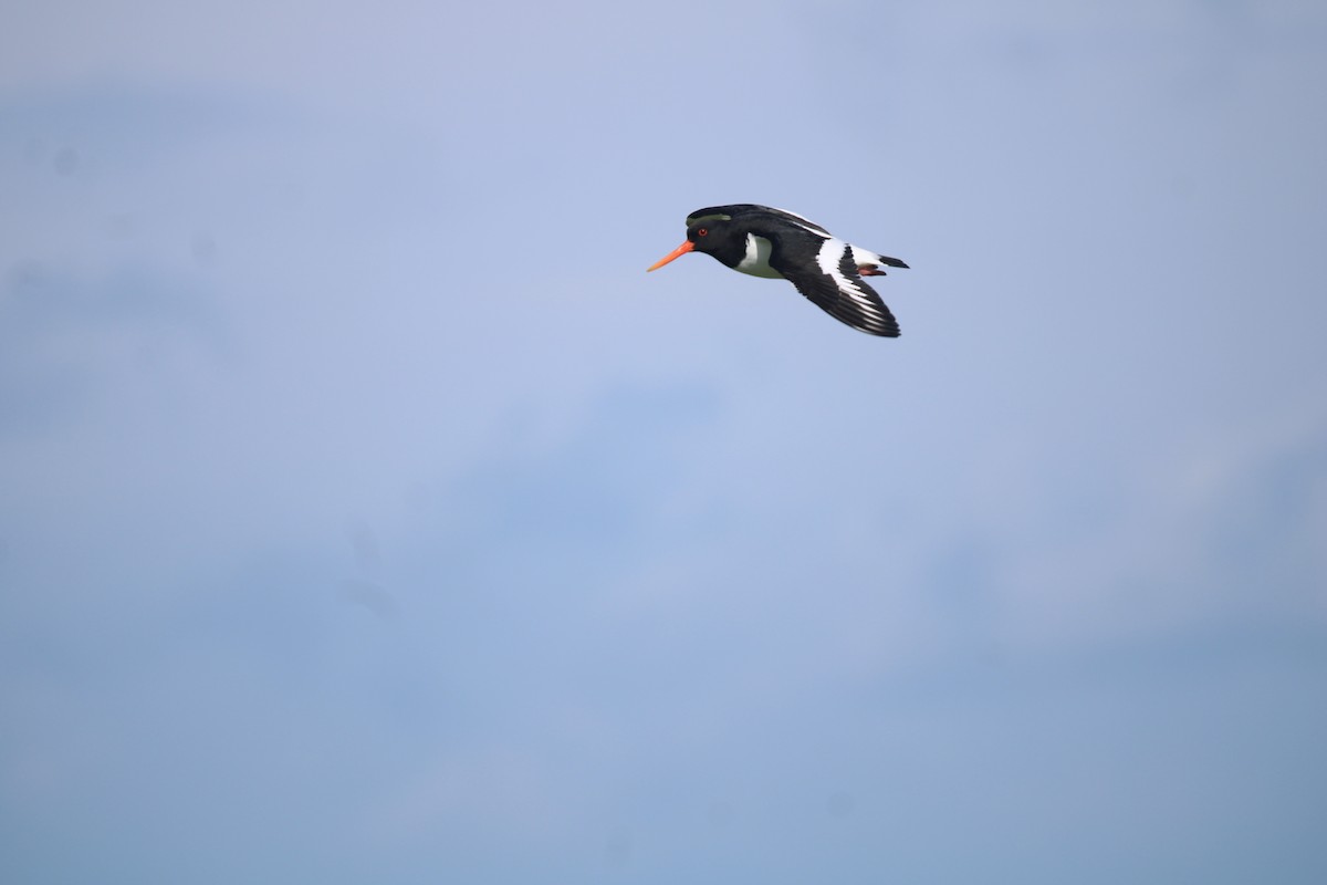 Eurasian Oystercatcher (Western) - ML620166762