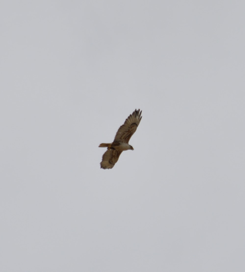 Ferruginous Hawk - ML620166764