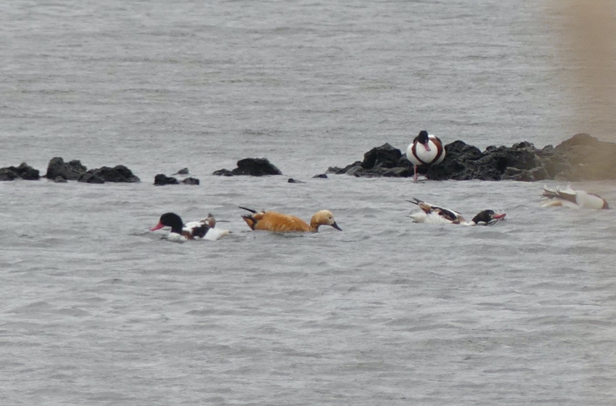 Ruddy Shelduck - ML620166765