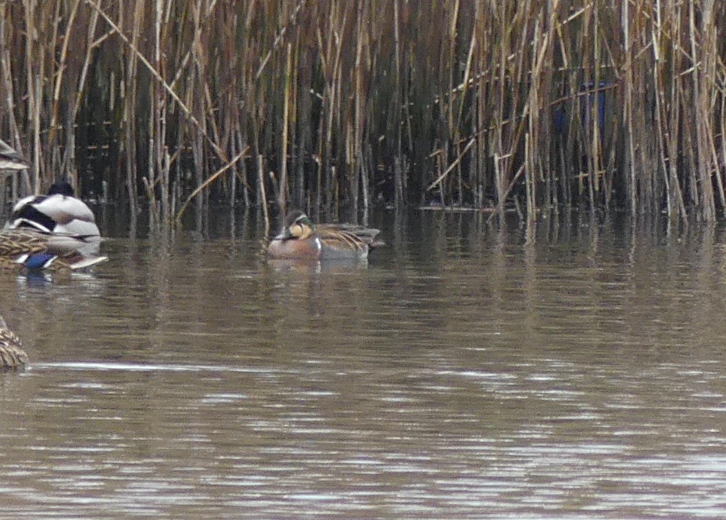 Baikal Teal - ML620166767