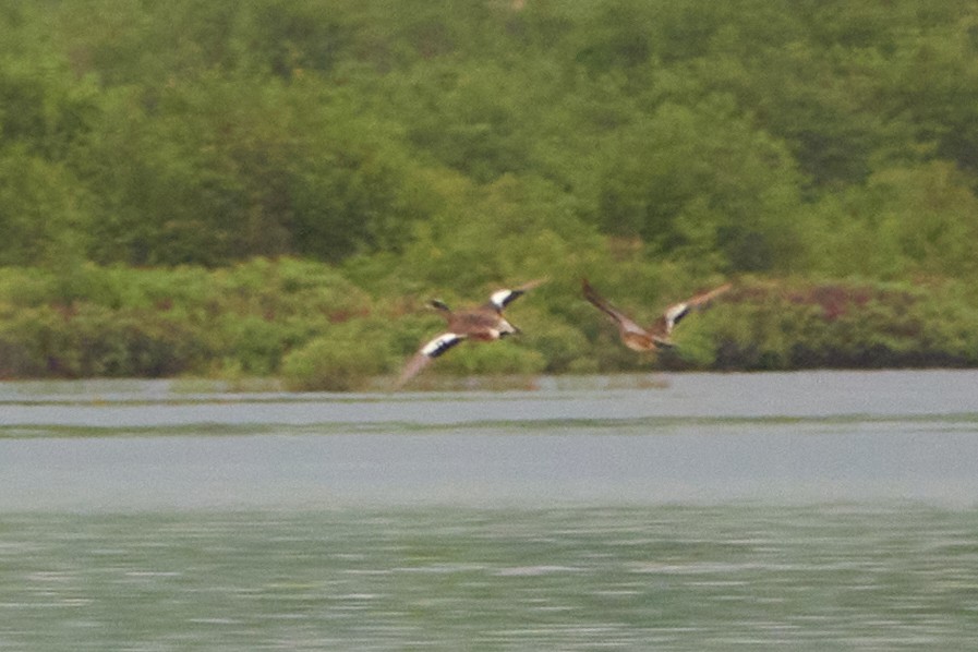 American Wigeon - ML620166770