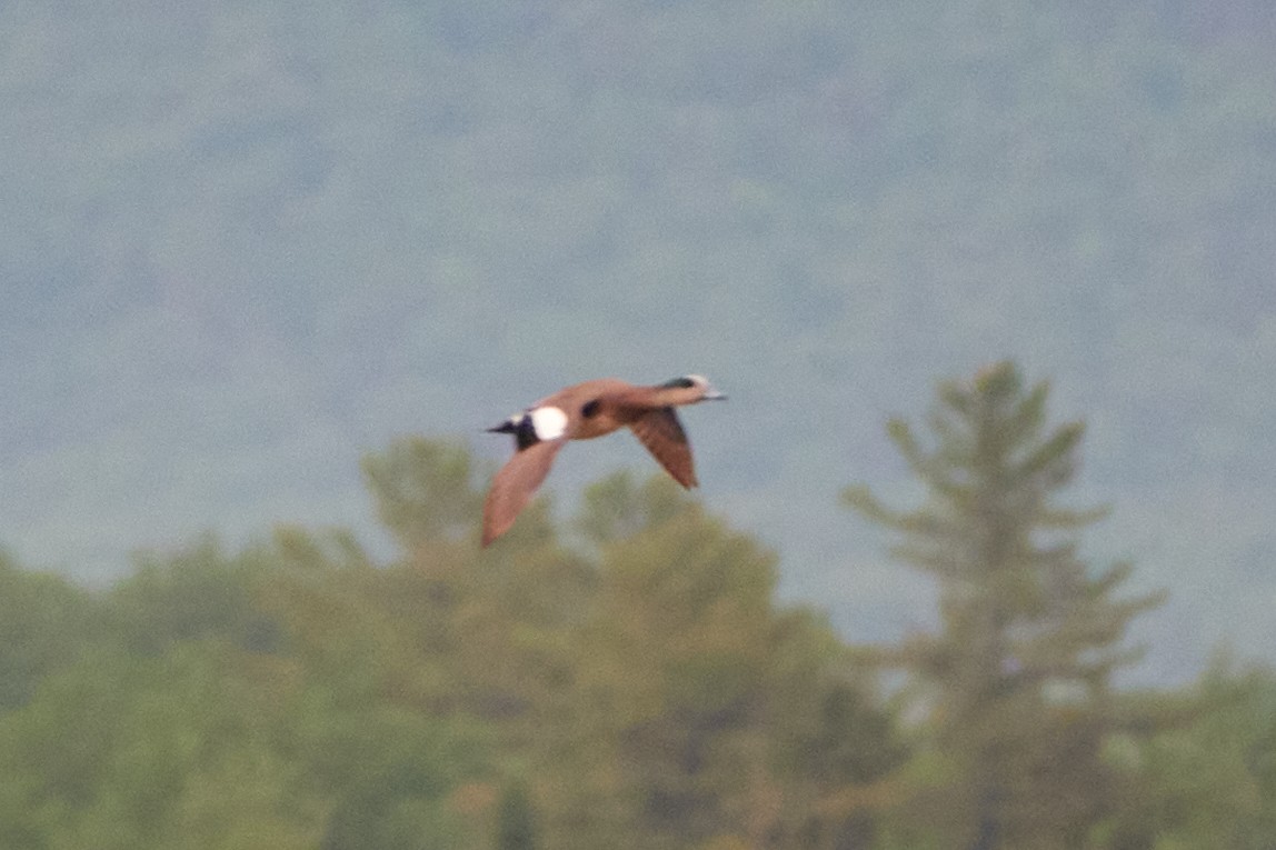 American Wigeon - ML620166771