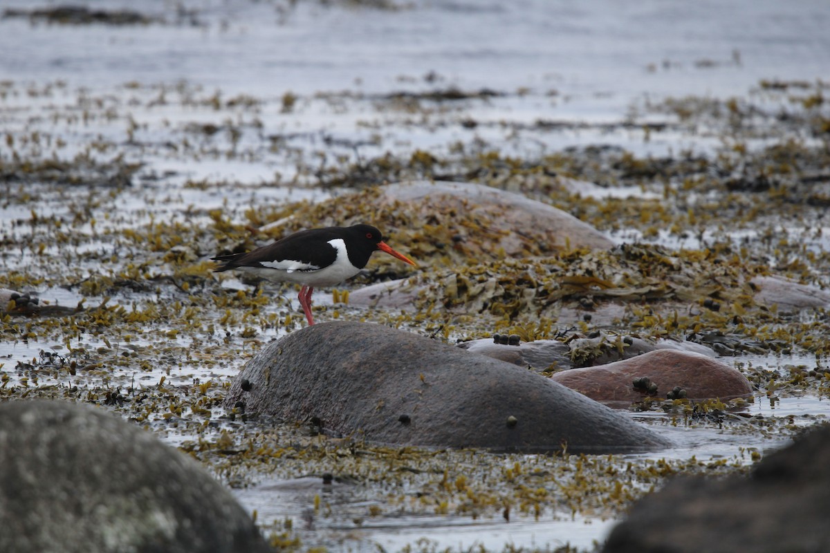 Huîtrier pie (ostralegus/longipes) - ML620166776