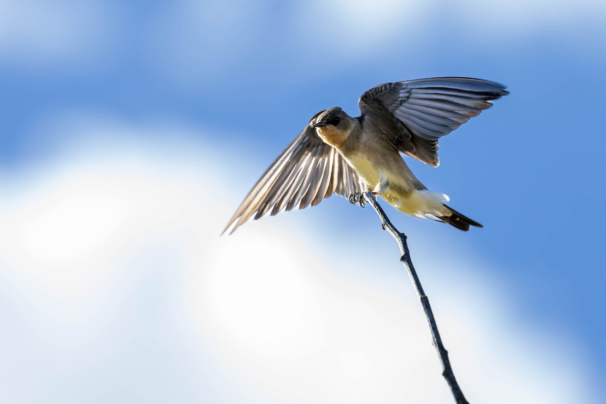 Southern Rough-winged Swallow - ML620166783