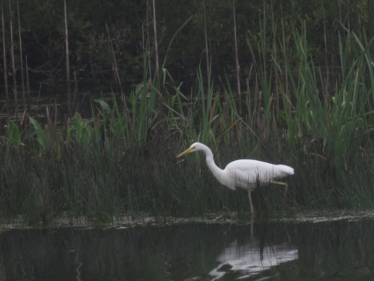 Grande Aigrette - ML620166785