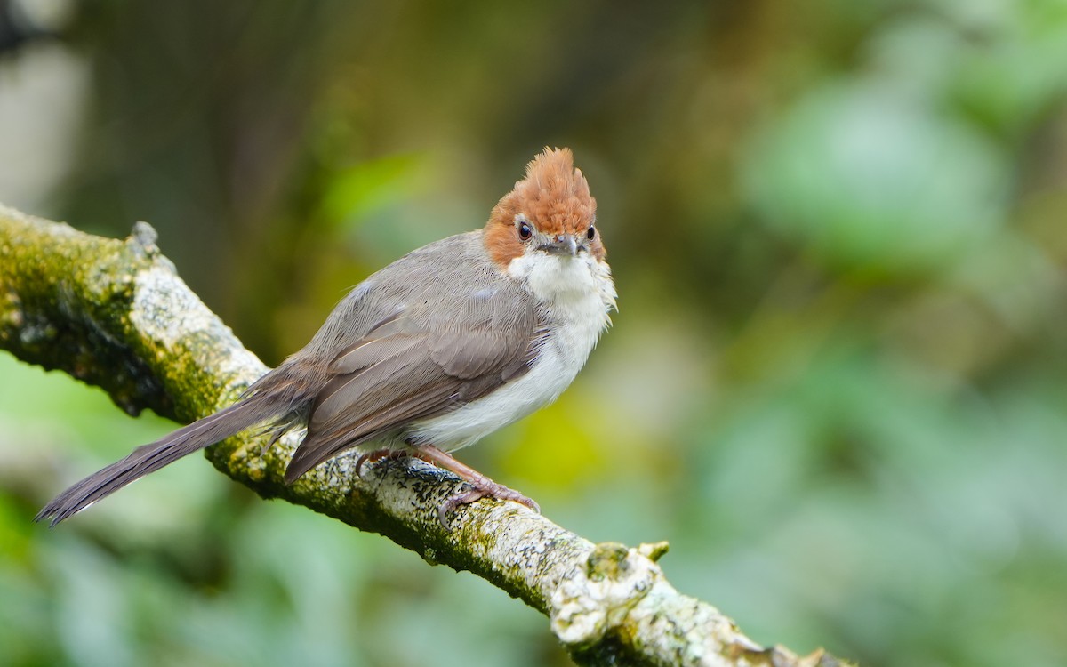 Chestnut-crested Yuhina - ML620166788