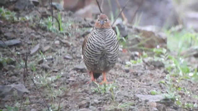 Rock Bush-Quail - ML620166813