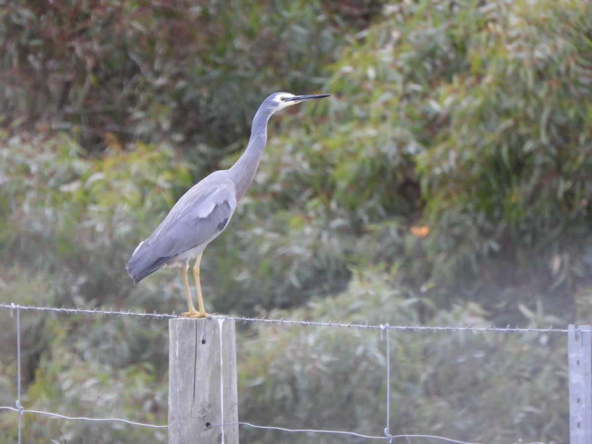 White-faced Heron - ML620166818