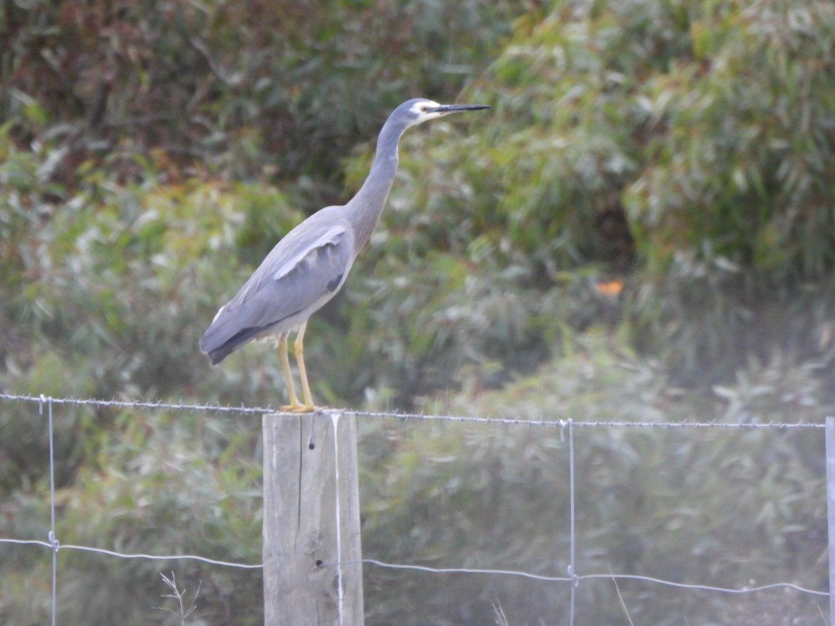 White-faced Heron - ML620166820