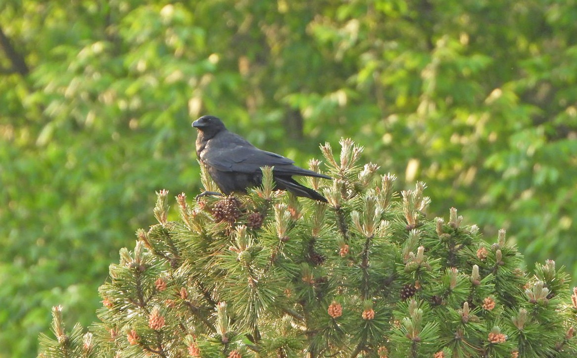 Fish Crow - ML620166827